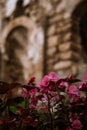 Pink flowers grow near the old fortress