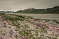 Pink flowers growing in the desert climate near Greenlandic icecap, Greenland