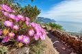 Pink flowers growing on a mountain with rugged hiking trail and blue sky background by the sea. Colorful flora in the