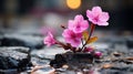 pink flowers growing out of rocks on the ground Royalty Free Stock Photo