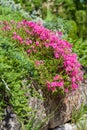 Pink flowers growing on stones Royalty Free Stock Photo