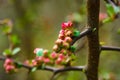 Pink flowers and heart in spring garden. Spring blooming cherry flowers branch on blurred natural abstract background Royalty Free Stock Photo
