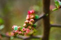 Pink flowers and heart in spring garden. Spring blooming cherry flowers branch on blurred natural abstract background Royalty Free Stock Photo