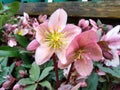 Helleborus `Pirouette`