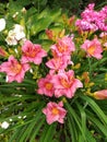 Pink flowers Hemerocallis Summer Wine. Daylilies blossom in the summer. Royalty Free Stock Photo