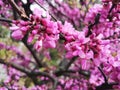 Pink Robinia Pseudoacacia tree