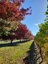 Autumn colours in a Marlborough vineyard Renwick,NZ