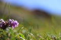 Pink flowers in Himalayan meadow in green grass in colder region of peak of mountain