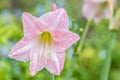 Pink flowers, Hippeastrum, Amaryllis, Star Lilly. Royalty Free Stock Photo