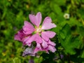 Pink flowers on Hollyhock, Alcea Pallida, close-up with bokeh background, selective focus, shallow DOF