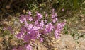 Pink flowers. Honestly, I do not know their name, but they are very beautiful. Royalty Free Stock Photo