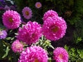 Pink flowers in house garden in Heusenstamm in Germany