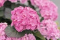 Pink flowers of hydrangea close-up, selective focus. Natural hydrangea macrophylla, hortensia. Large head of selection Royalty Free Stock Photo