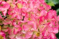 Pink flowers of hydrangea Frase Melba in summer in the garden Royalty Free Stock Photo