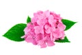 Pink flowers of hydrangea or hortensia on white with clipping path Royalty Free Stock Photo