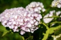 Pink Flowers of a Hydrangea or Hortensia Plant - Italy