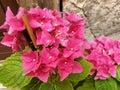 Pink flowers of hydrangea macrophyll or hydrangea ardorescens Royalty Free Stock Photo