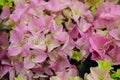 Pink flowers of hydrangea. Natural background