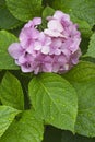 Pink flowers of hydrangea plant with water drops Royalty Free Stock Photo