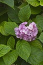 Pink flowers of hydrangea plant with water drops Royalty Free Stock Photo