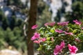 Pink flowers impatiens walleriana or busy Lizzie. Blur nature background