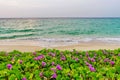 pink flowers (Ipomoea pes-caprae) and beach in the morning sunrise