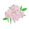 Pink Flowers isolated on white background