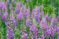 Pink flowers of Ivan tea on a background of bright green green leaves. Natural background Royalty Free Stock Photo