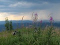 Pink flowers Ivan-tea on a mountain slope against a background of storm clouds, rainy gray sky and high mountains Royalty Free Stock Photo