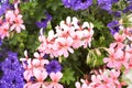 Pink flowers of Ivy geranium in the garden. Summer and spring time. Royalty Free Stock Photo