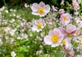 Pink flowers of Japanese anemon