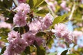 Pink flowers of japanese cherry tree Royalty Free Stock Photo