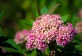 Pink flowers of Japanese spirea close-up on a background of green leaves