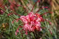 Pink flowers of a johnson\'s grevillea Royalty Free Stock Photo