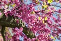 Pink flowers Judas tree or Cercis