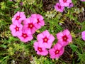 Pink flowers