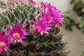 Kaktus flowers . Royalty Free Stock Photo