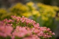 Pink flowers of a Kalanchoe blossfeldiana in full bloom Royalty Free Stock Photo
