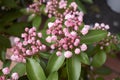 Kalmia latifolia shrub in bloom Royalty Free Stock Photo