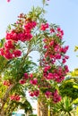 Pink flowers in Kavros village,Crete