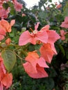 Pink flowers in kiram village