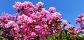 Pink flowers Lagerstroemia or Crape myrtle