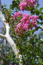 Pink flowers Lagerstroemia indica. Beautiful plant crape myrtle close up.