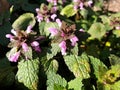 Pink flowers of Lamium nigrigenis or Lamium purpureum