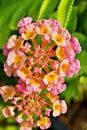 Pink flowers Lantana camara west indian lantana plant ,Multicolour ,Hindi Putus flower ,Kantutay ,Wild sage ,Red sage ,Tickberry . Royalty Free Stock Photo