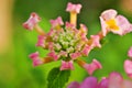 Pink flowers Lantana camara west indian lantana plant ,Multicolour ,Hindi Putus flower ,Kantutay ,Wild sage ,Red sage ,Tickberry . Royalty Free Stock Photo