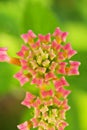 Pink flowers Lantana camara west indian lantana plant ,Multicolour ,Hindi Putus flower ,Kantutay ,Wild sage ,Red sage ,Tickberry . Royalty Free Stock Photo