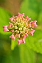 Pink flowers Lantana camara west indian lantana plant ,Multicolour ,Hindi Putus flower ,Kantutay ,Wild sage ,Red sage ,Tickberry . Royalty Free Stock Photo