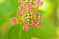 Pink flowers Lantana camara west indian lantana plant ,Multicolour ,Hindi Putus flower ,Kantutay ,Wild sage ,Red sage ,Tickberry . Royalty Free Stock Photo