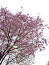 Pink flowers of a lapacho tree Royalty Free Stock Photo